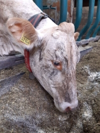 Besuch auf dem Bauernhof